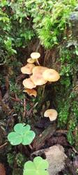 IMG_20250617_062734_624.thumb.jpg.2f7553ac46920a1bfebd016ce5b2ad43.jpg