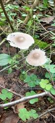 IMG_20250617_062822_450.thumb.jpg.8b8037970b3cc43dbb16a1982b3cc172.jpg