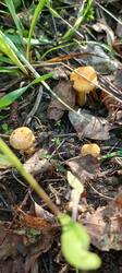 IMG_20250617_072115_028.thumb.jpg.2043e92462b311919d0aeb669d3746f6.jpg