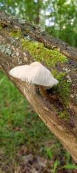 IMG_20250617_074924_830.thumb.jpg.29389a78d8acfdb40eafca394213265a.jpg