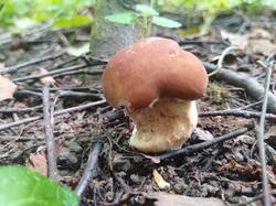 IMG_20250617_114325.thumb.jpg.560c57ae19ab65777c74f43686323ad6.jpg