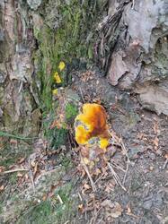 IMG_20250617_124554.thumb.jpg.bc0f3ee6fec6e2462d5ac2932adc5176.jpg