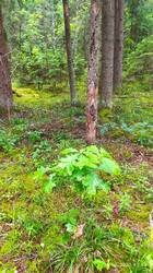 IMG_20250618_104954.jpg
