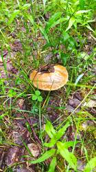 IMG_20250618_105617.jpg