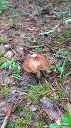 IMG_20250618_113232.jpg