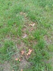 IMG_20250619_081827.jpg
