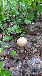 IMG_20250620_115816.jpg