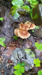 IMG_20250620_120132.jpg