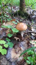 IMG_20250620_120419.jpg