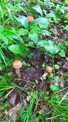 IMG_20250620_120631.jpg