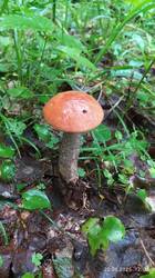 IMG_20250620_120640.jpg