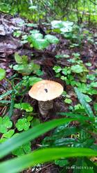 IMG_20250620_121447.jpg