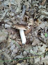 IMG_20250620_122626.thumb.jpg.526945836e6b4974b7776dc6785b6692.jpg