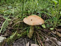 IMG_20250621_100208.thumb.jpg.abc05f4af2bba37088e494f45b18dc87.jpg