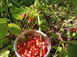 IMG_20250621_171728.jpg