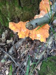IMG_20250623_121249.jpg