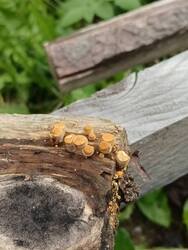IMG_20250624_153024.thumb.jpg.d3ebc1b91da4db44ae1689768b21c527.jpg