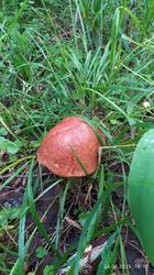 IMG_20250624_191835.jpg