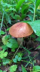 IMG_20250624_193431.jpg