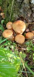 IMG_20250625_061904_539.thumb.jpg.2c6b3758b6136518956cafc95b43a0c5.jpg