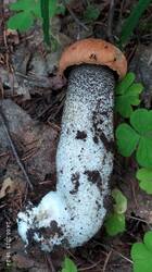 IMG_20250625_102147.jpg