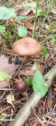 IMG_20250625_112721_028.thumb.jpg.19896e54aa94029b83c6515676690b67.jpg