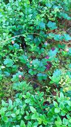 IMG_20250625_185213.jpg