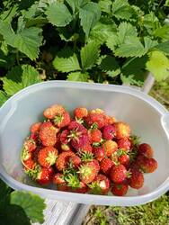 IMG_20250626_142037.thumb.jpg.d7ac6ccda37ff2728be245e222564b77.jpg