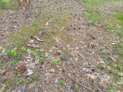 IMG_20250626_152206_107.jpg
