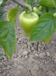 IMG_20250626_192751.jpg
