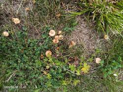 IMG_20250627_114723_984.thumb.jpg.81b8ccb435f2daf1cd9f83b247a2bdc9.jpg