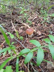 IMG_20250627_121028_420.thumb.jpg.e2b01f0ca30db408b5d764af0933a60a.jpg