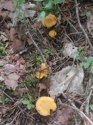 IMG_20250627_142045.jpg