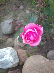 IMG_20250627_155800_1.jpg