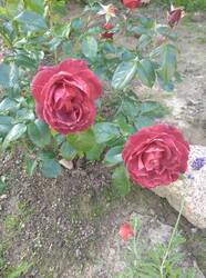 IMG_20250627_155813.jpg