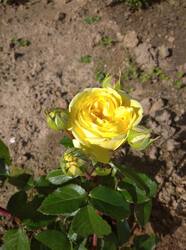 IMG_20250627_155831_1.jpg