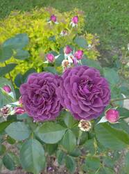 IMG_20250627_155904_1.jpg