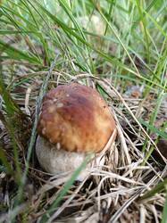 IMG_20250627_164124.thumb.jpg.21422c1d997038dc050cf6cb4ac1adf8.jpg