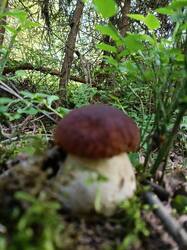 IMG_20250627_164826.thumb.jpg.4189785bd71e74c6ca83f6b034db7ab9.jpg
