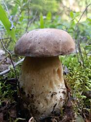 IMG_20250627_171324.thumb.jpg.e9fd346c2c90e4a7b1a45fee6c14c4c1.jpg