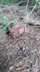 IMG_20250627_181334.jpg
