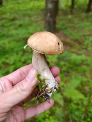 IMG_20250628_163544.thumb.jpg.1882e3dfbf930837e70af5a529fa5c8e.jpg