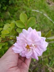 IMG_20250629_132506.thumb.jpg.9344f11f54a4ffbf0b097c1b44abdd6f.jpg