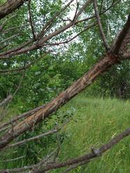 IMG_20250629_161021707_MP.jpg