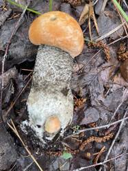 IMG_2066.jpeg