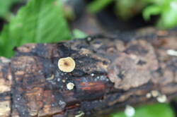IMG_2323.thumb.JPG.dc46216a36d46c2c73288026fe06851b.JPG