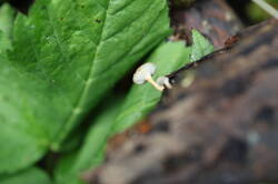 IMG_2327.thumb.JPG.ee9bb4aeb9052bb1dedd60dec5cd5377.JPG