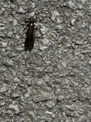 IMG_3251.jpeg