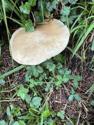 IMG_3316.jpeg