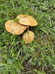 IMG_3320.jpeg